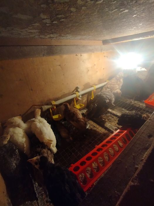 Продам или обменяю индюшат