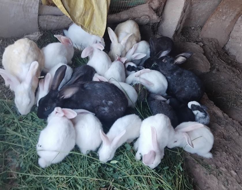 Домашний куён болалари