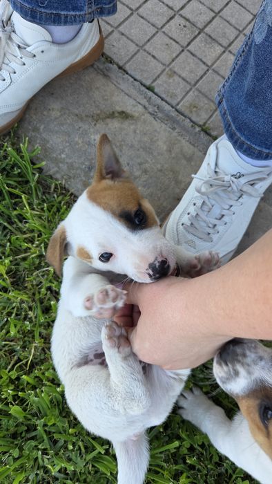 Две енергични мъжки Джак Ръселчета!