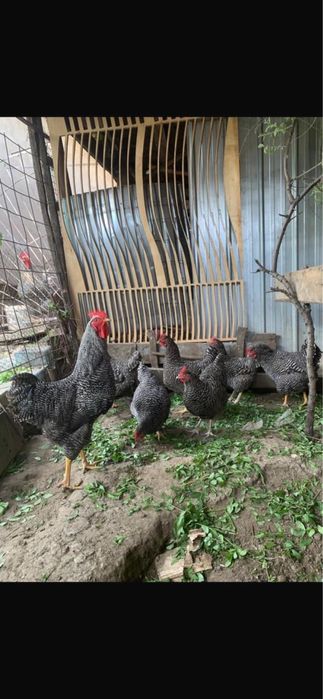 Суточные цыплята Плимутрок