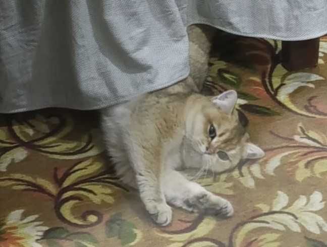 Продаётся кошка породы Золотая Шиншилла