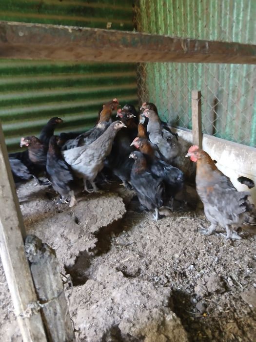 Pui Tineret, pita pinta asturiana, marans