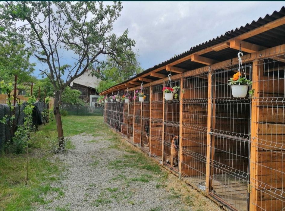 Pensiune canina / Cazare caini
