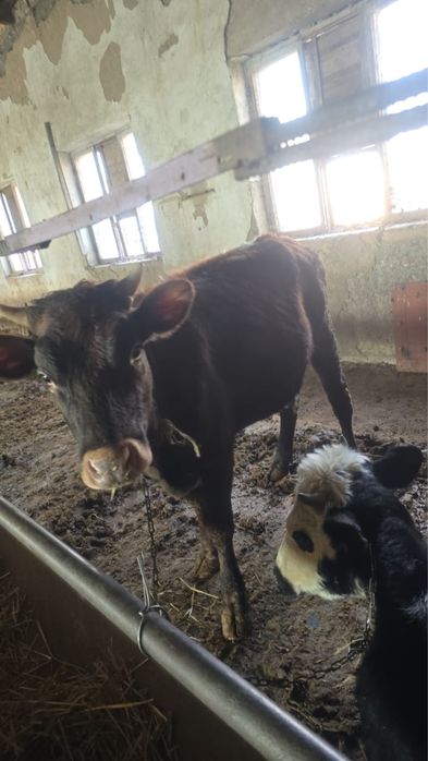 Продаем откормлещный скот