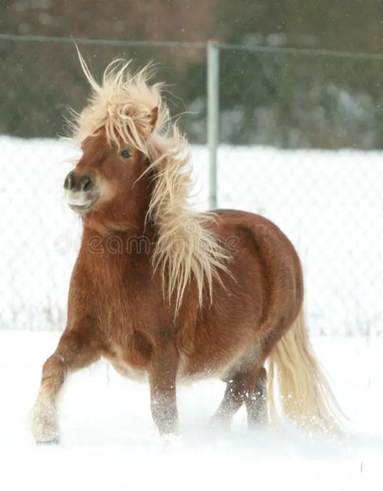 Продам пони Красавчик жеребец +кобылки Шетлендский