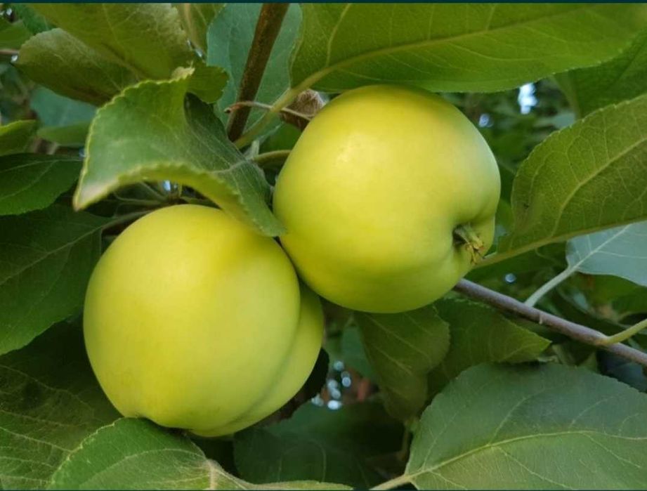 Продам куриный навоз ( помёт)