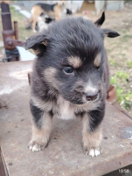 Отдам щенков 2 месяца