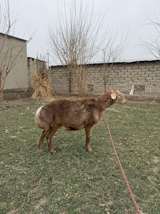 Arashan quchqor qiziqanlarga