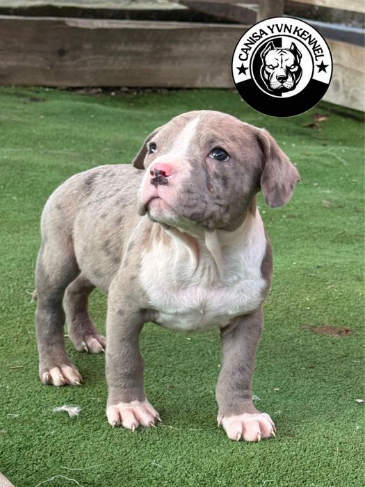Mascul amstaff blue merle