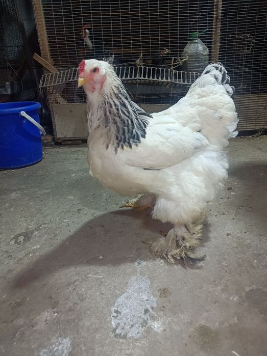 Qora Shag'zoda,Bramma,Chorni Almas