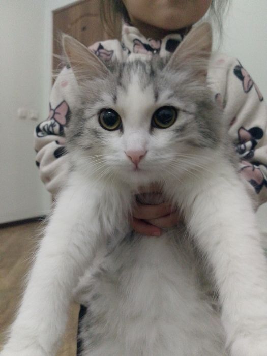 Продам котёнка 4 мемяца