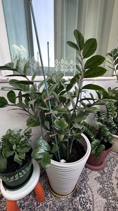 Цветы комнатные замиакулькас