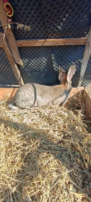 Vând iepuri uriaș belgian