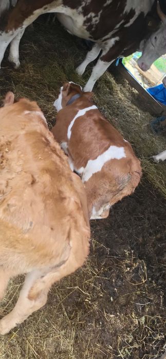 Vaci cu vitel de vânzare