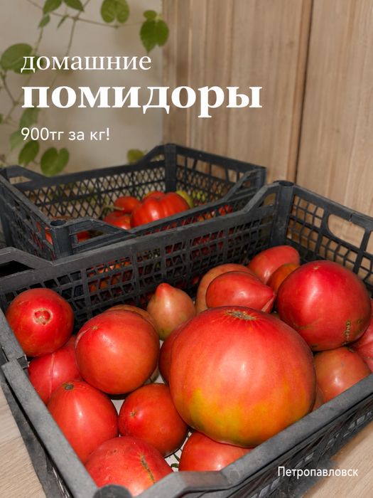 Помидоры домашние