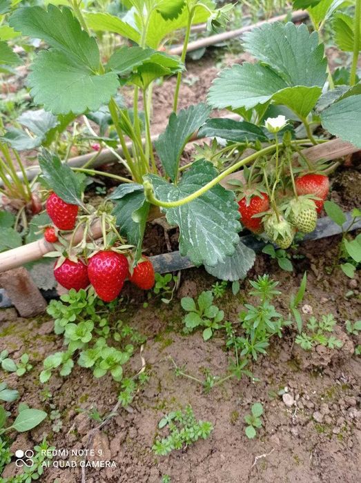 Корейский Қулупнай кўчатлари, Рассада Корейской клубники (72)