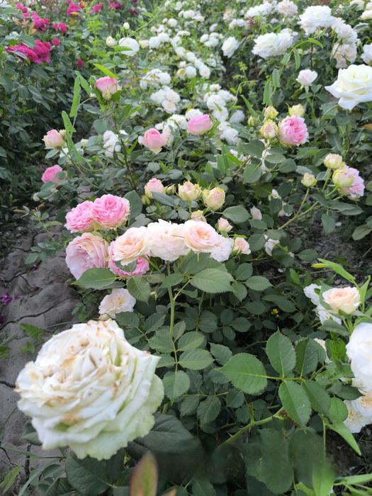 Atirgullar sotiladi tomiri oʻq tomir emas  nozik emas yaxshi boʻlgan