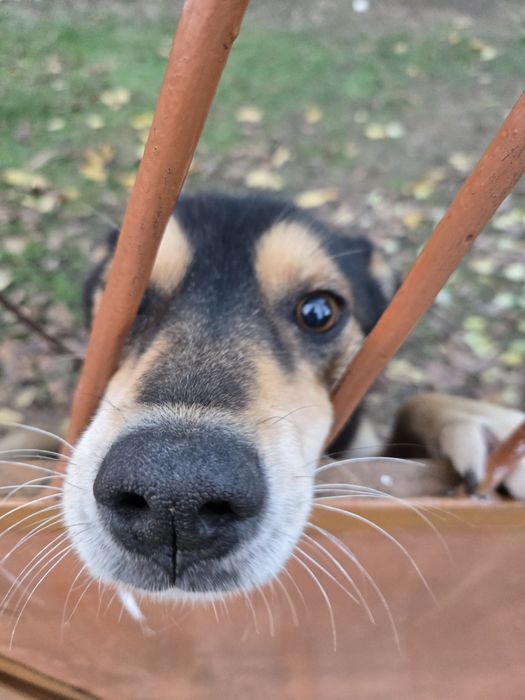 Piciu isi cauta Familia!
