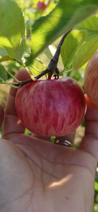 Mere pentru suc, consum, industrie,sucuri naturale