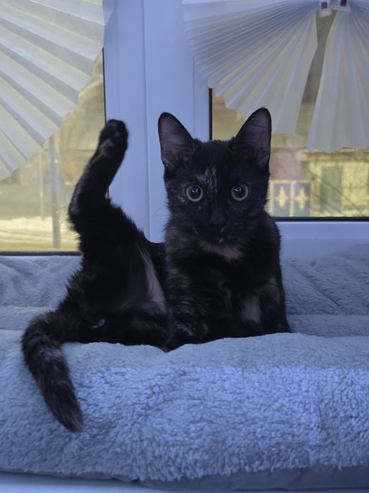 Отдам кошечку в добрые руки