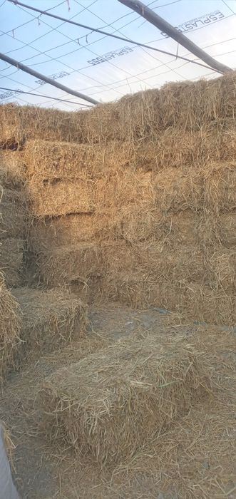 Sholi press sotiladi