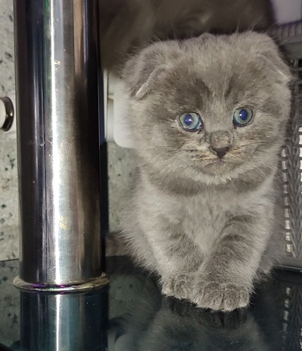 Продаются котята