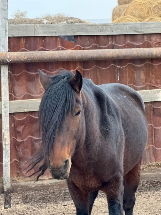 Айғыр сатам. 2018