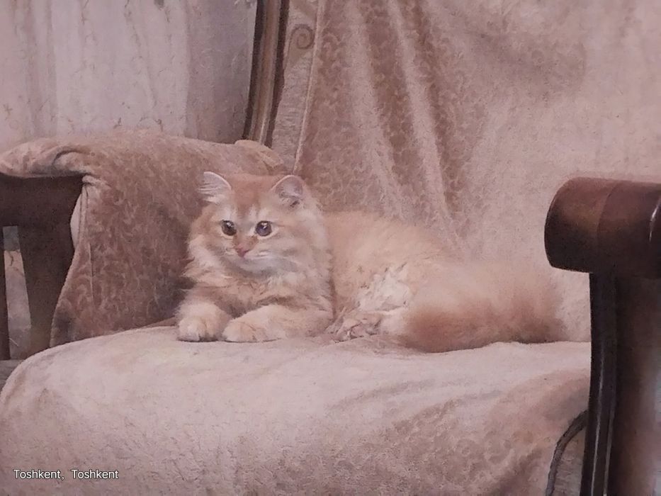 Роскошный золотой шиншила кот 7 мес
