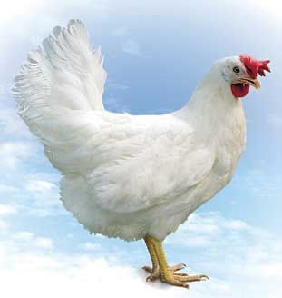 Куры несушки Минорки