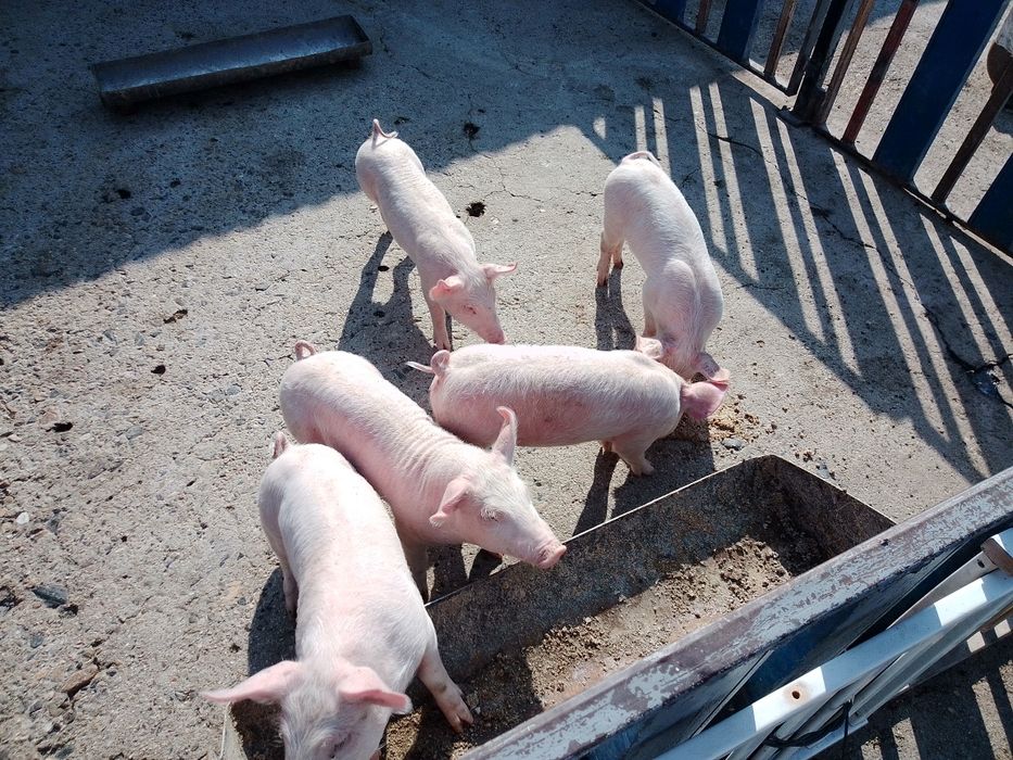 250лв. прасета порода голяма бял поа и ландрас