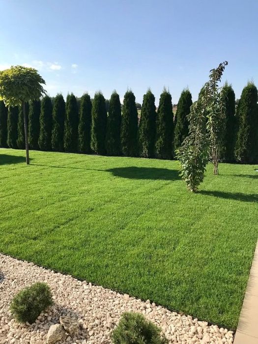 Рулонный газон / посевной газон под ключ