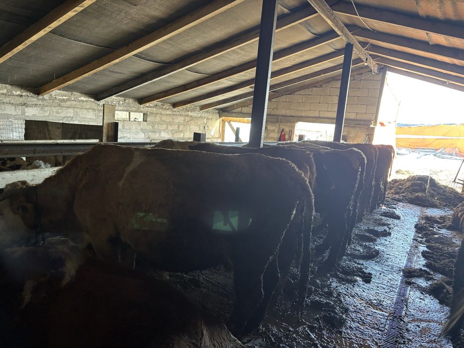 Vând 4 vaci  pe ales 10000 de lei bucata