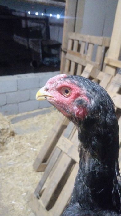 Жужа кораз сатылады