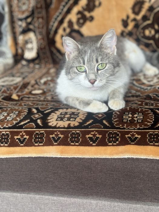 Кошки  Аксу бесплатно