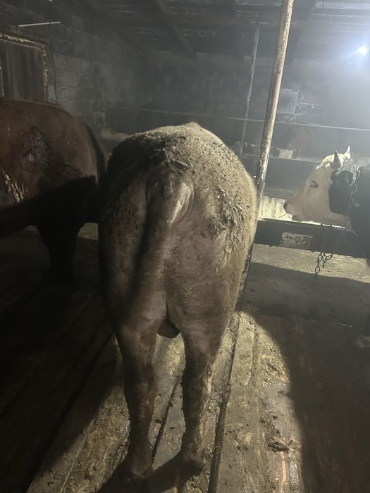 Продается бычки