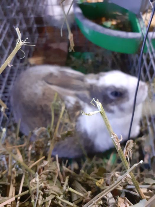 Iepuri hyncole mascul si femele