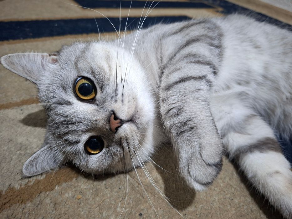 Britanskiy shinshilla (Toshkent shahri)