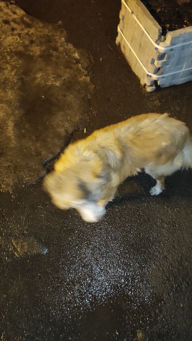 Собака была с ошейником