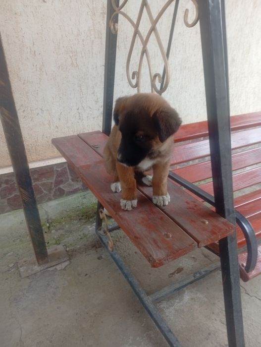 Күшік сатылады ұрғашы