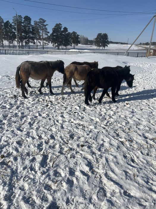 Продам жабагы 3голов