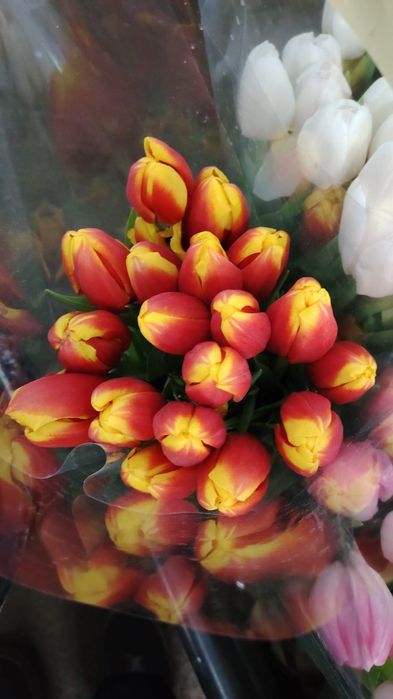 Тюльпаный по оптовой цене