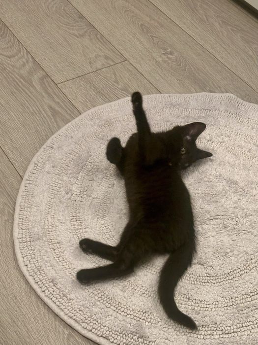 Pisicuta oentru adoptie