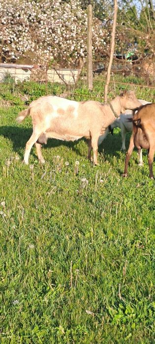 Vind capră gestantă metis apin francez cu sannen la 3 fătare in mai