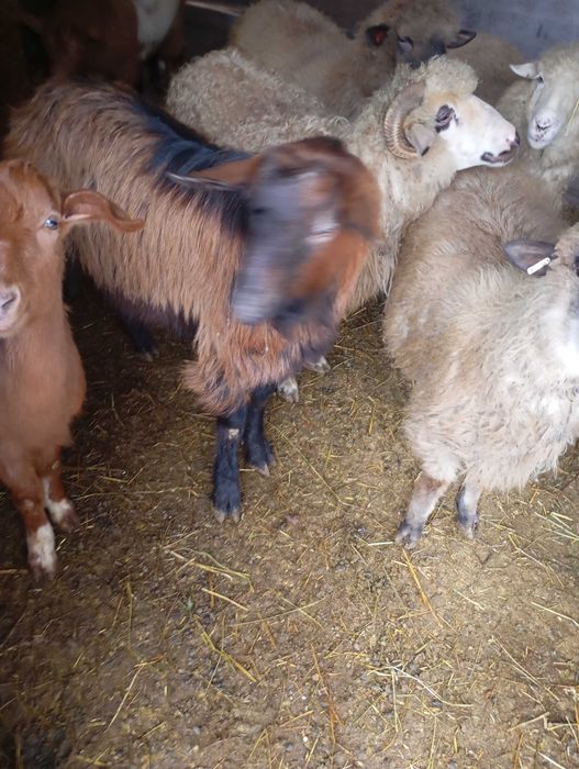 Vând țap alpin francez