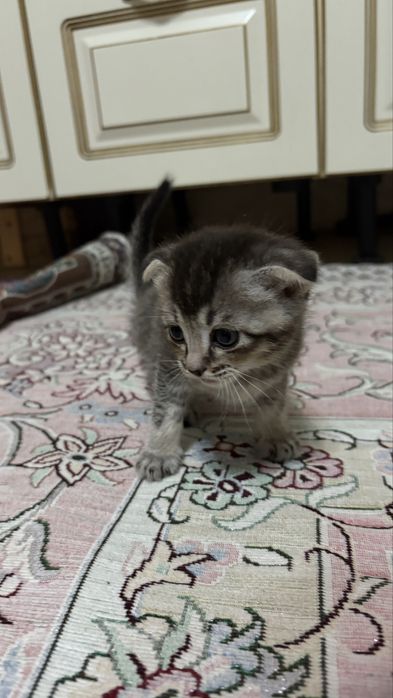 Продается вислоухи кот