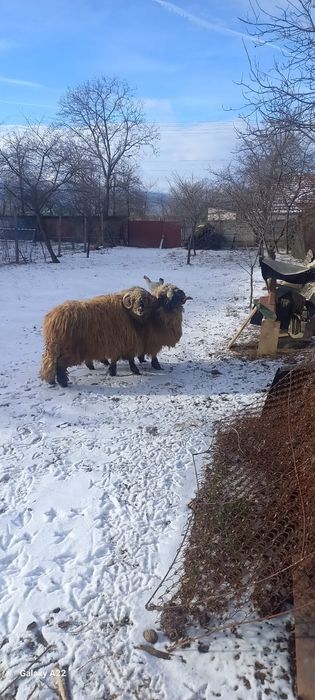 Vând 2 berbeci miori grași.