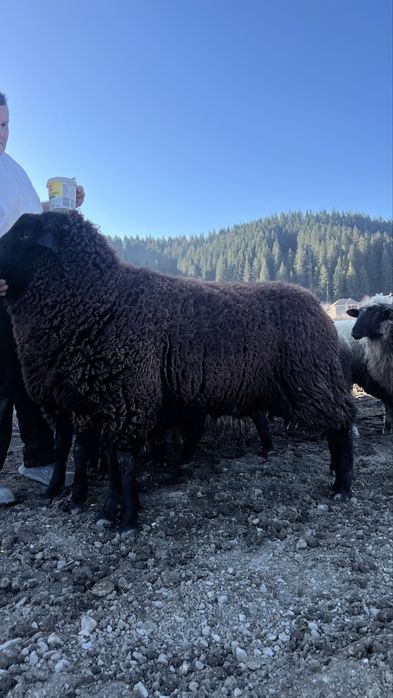 Berbeci de rasa metis intre