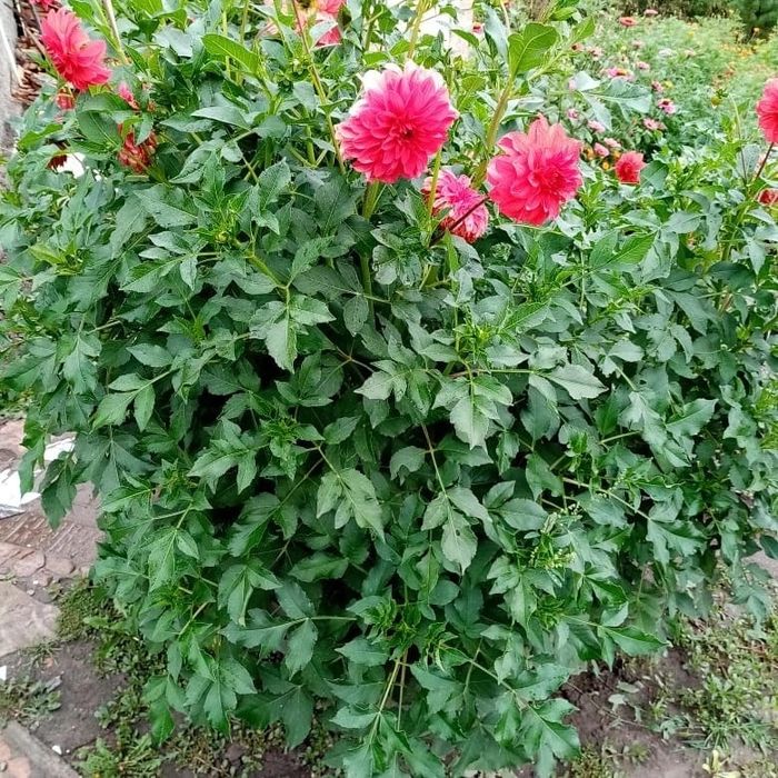 Продам луковицы Георгины