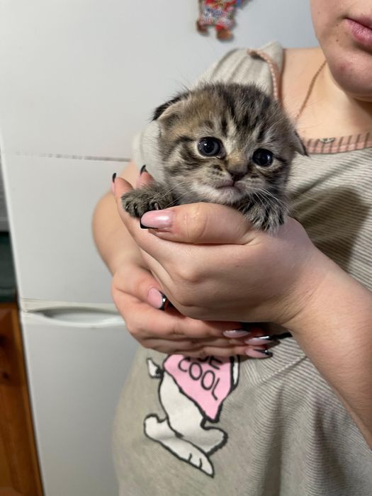 Шотландские котята Девочки