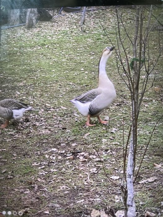 De vanzare oua de incubat de gasca Americana si Africana